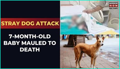 Five-week-old baby killed by staffy after the dog snatched boy from his mother's arms